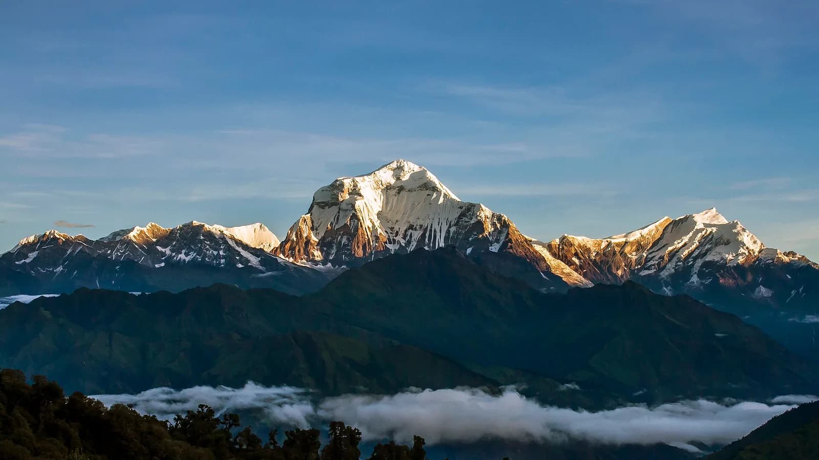 Golden sunrise light on the snow-covered Dhaulagiri massif above a sea of clouds in the Annapurna region
