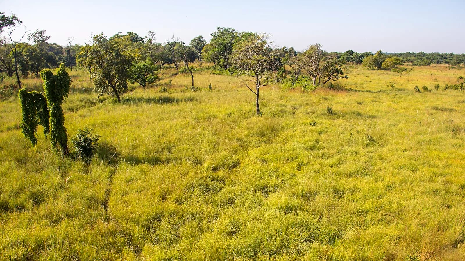 Golden floodplain grassland stretching toward distant forest inside Bardia National Park in Nepal's western Terai