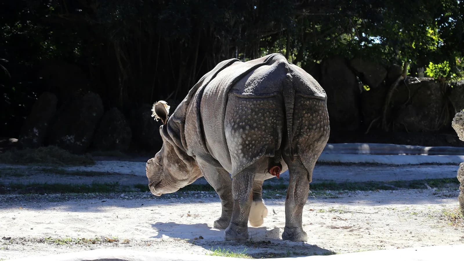 A greater one-horned rhinoceros standing in tall grassland of the Terai lowlands