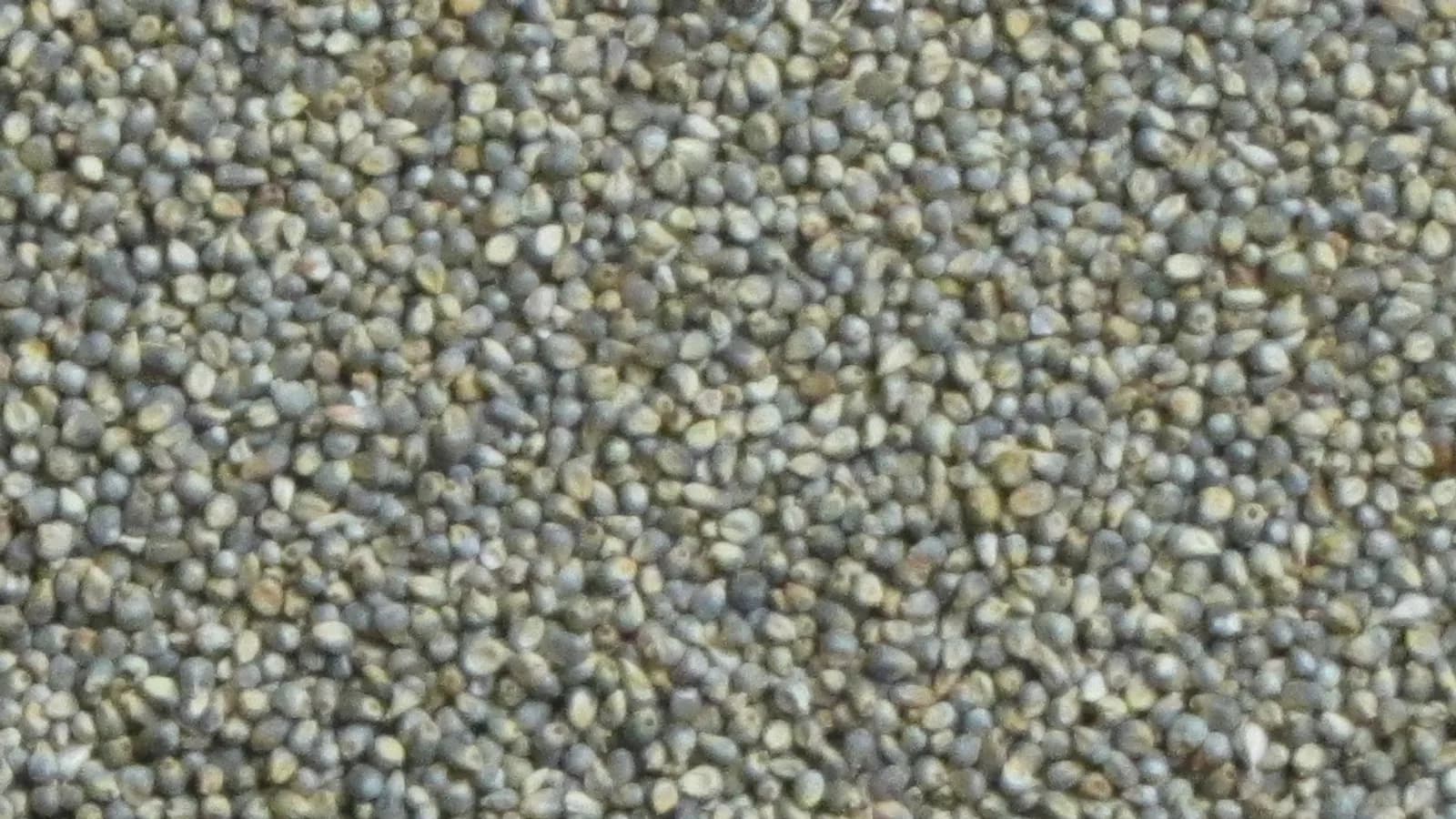 A heap of pearl millet grain, one of the traditional grains ground into flour to make Nepali dhido