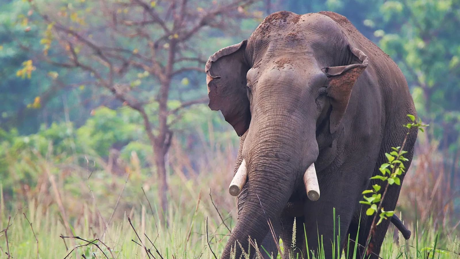 A wild Asian elephant standing among green vegetation in the Nepali Terai lowlands