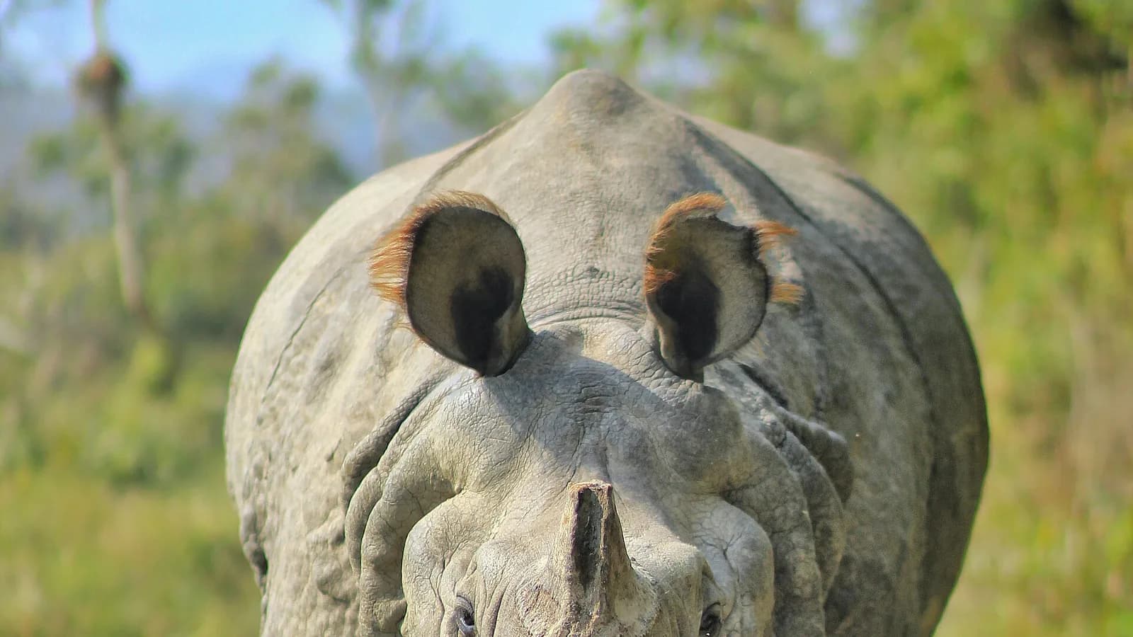 A greater one-horned rhinoceros standing in tall grassland in Chitwan National Park, Nepal