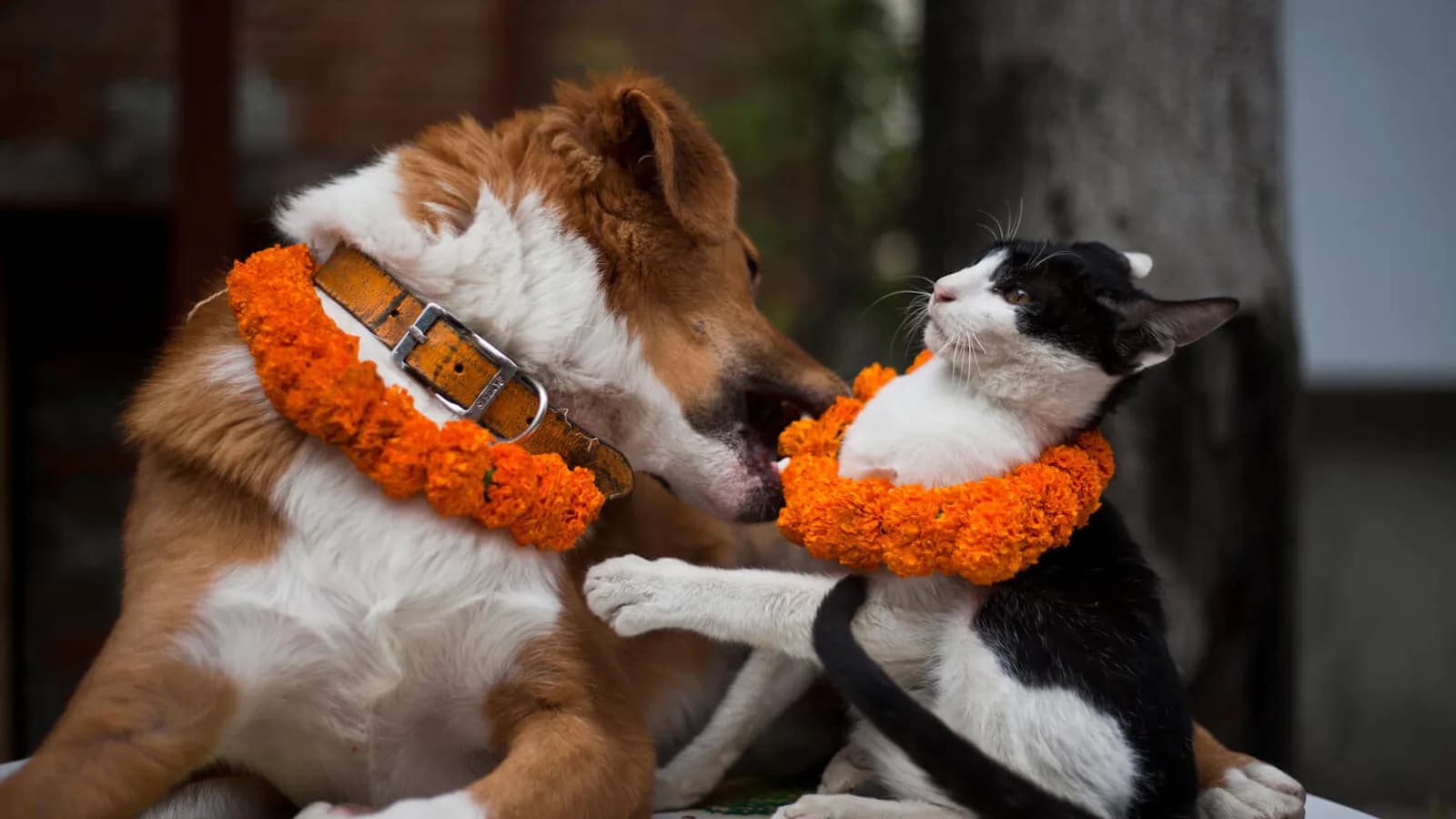 Bright orange marigold flowers of the kind strung into garlands for dogs during Kukur Tihar in Nepal
