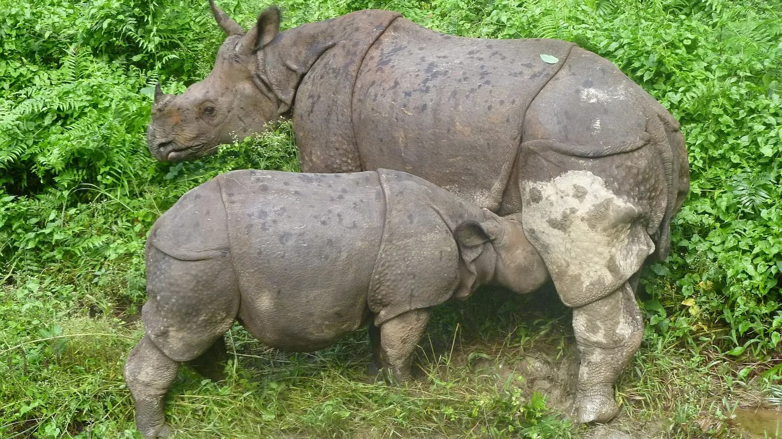 A greater one-horned rhinoceros grazing in tall grassland in Nepal, with a person watching at a safe distance
