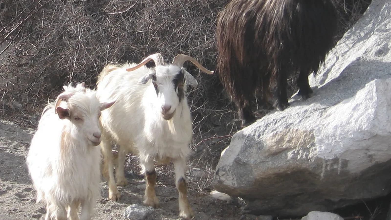 Himalayan pashmina goats whose fine winter undercoat is combed and spun into genuine pashmina