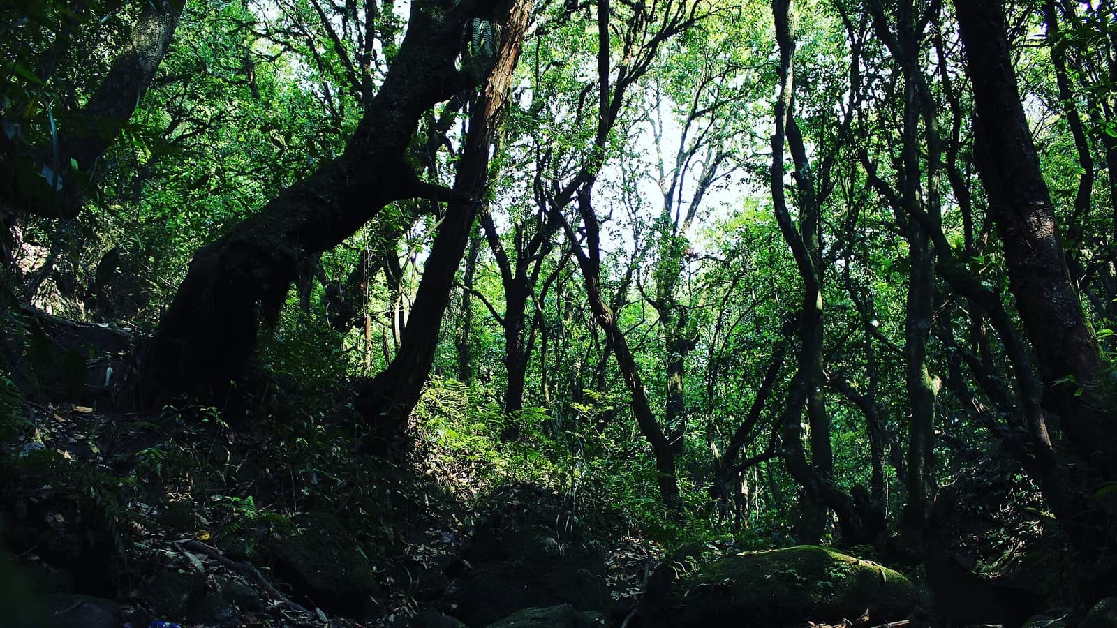Dense green forest along a trail inside Shivapuri Nagarjun National Park near Kathmandu