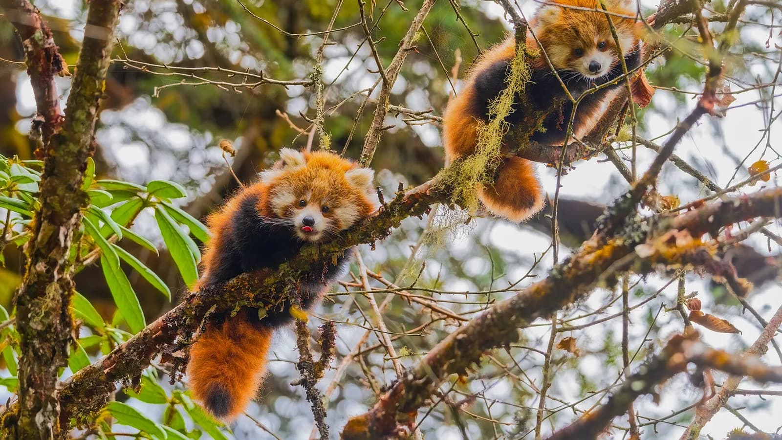 Misty forested Himalayan hillside of the kind red pandas inhabit in eastern Nepal